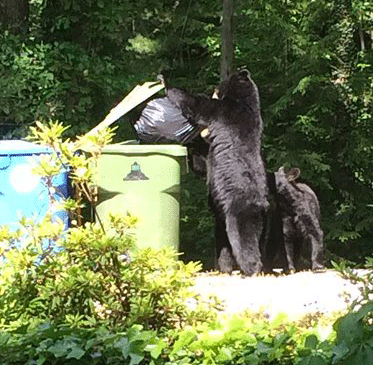Black bears getting into neighborhood trash.