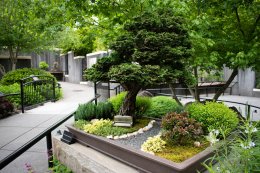 North Carolina Arboretum bonsai exhibit